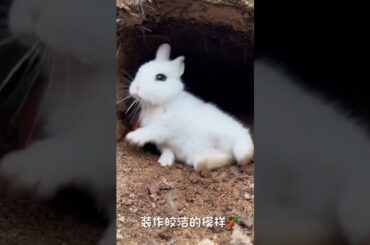 Animals Lover Episode 11#bunny #foryou #rabbit #animals #nature #animallover #cute #pet #fyp #viral