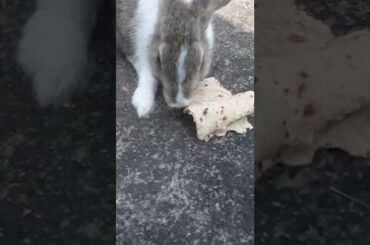 cute bunny eating #shorts