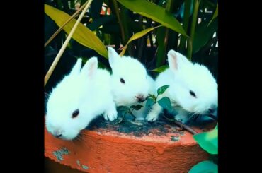 cute rabbits.#shorts #pet #cuterabbit #animalvideos