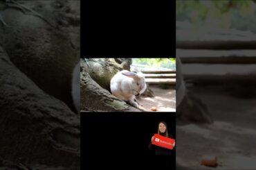 baby bunny screaming #shorts#viral #animal