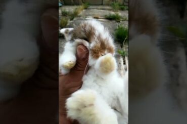 SO CUTE SO ADORABLE BABY RABBITS