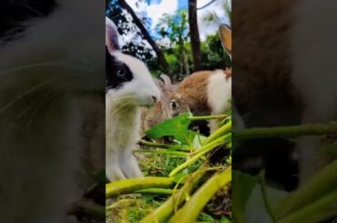 Cute Rabbit Eating grass #viral