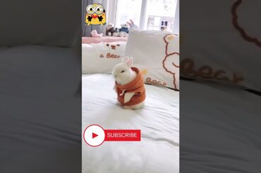 #cute #rabbit #animals #shorts