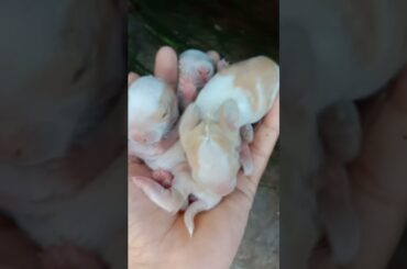 cute baby bunny rabbits||#shorts #rabbit