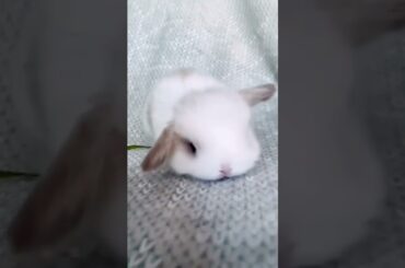 Cute Baby Rabbit #short #shorts #rabbit #bunny #animal #animals #viralvideo #viral #pets #pet #cute