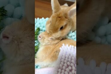 Cute Rabbit Couple #short #shorts #rabbit #bunny #pets #pet #viralvideo #viral #animal #animals#cute