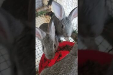 cute rabbit baby
