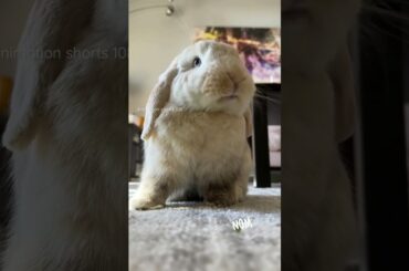 cute rabbit ll animation shorts 108 ll