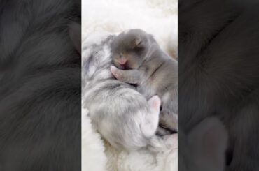 Cute Baby Rabbits #short #shorts #rabbit #bunny #animal #animals #viralvideo #viral #pets #cute#baby