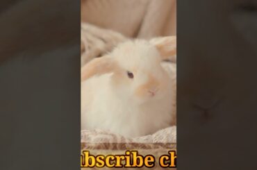 Rabbit !! cute Rabbit !!