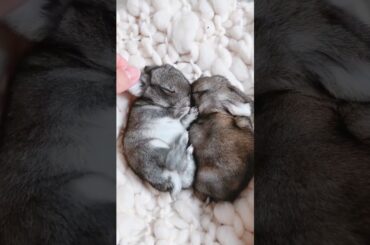 Cute Baby Bunnies #short #shorts #rabbit #bunny #animal #animals #viral #viralvideo #pets #pet #cute