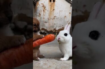 Animals Lover Episode 10#bunny #foryou #rabbit #animals #nature #animallover #cute #pet #fyp #viral