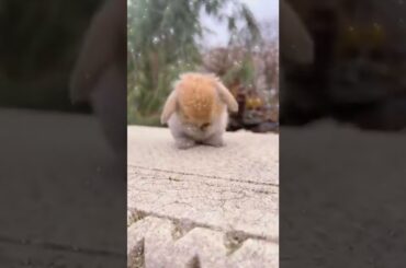 cute rabbit #3 #bunny