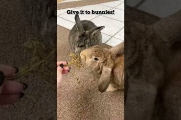 What to Do with Grape Stems! #bunny #shorts