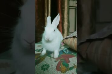 Cute rabbit #shorts