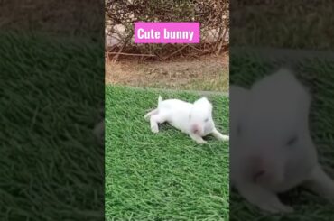 #cute bunny #rabbit #khargosh #aastha#cute Baby rabbit
