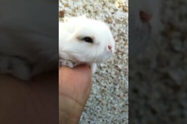 LOVELY RABBIT BABY BUNNY