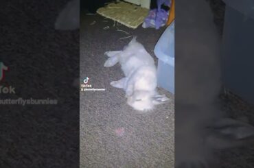 baby bunny cleaning her paws #babybunny #cute #love