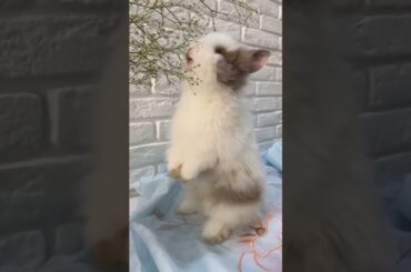 Cute rabbit