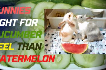Bunnies Fight for Cucumber Peel over Watermelon | Cute Rabbit Eating #shorts #trending #viral