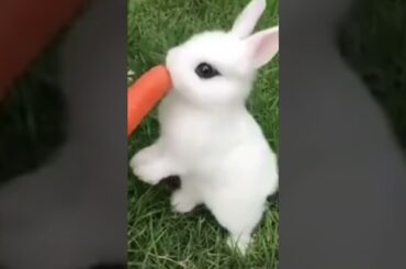 Cute Rabbit