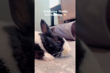 Everyone Think Rabbit Are Cute #short #shorts #rabbit #bunny #viral #viralvideo #animal #cute #baby
