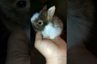 CUTE BABY BUNNY PETS