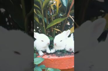 cute cute rabbit #shorts