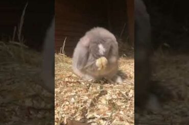 Little Funny Cute Bunny #rabbit #bunny #shorts #funny