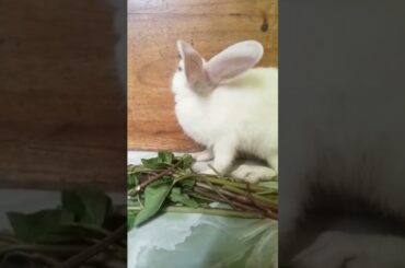 Funny and cute rabbit /bunny