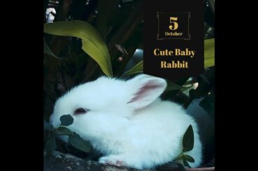 Cute Baby Rabbit (DH1) #shirts #viral #rabbit