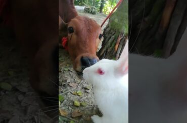 Cute bunny and adorable cow#shorts