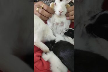 Day 28 / Tom's Baby Bunny feeding on milk / Baby Bunny Growth / Cute Kitten / Small Bunnies / Lovely