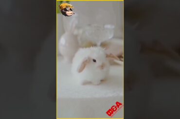 The Baby Bunny Rabbit || Cutest moment of the Birds and animals || #Shorts