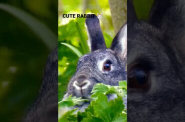 CUTE RABBIT #shorts