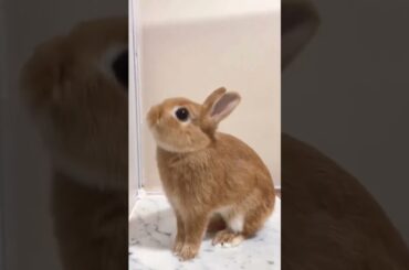 Cute Rabbit #short #shorts #rabbit #bunny #animal #animals #pets #pet #viralvideo #viral #cute#baby