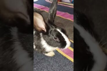 cute rabbit short video#short