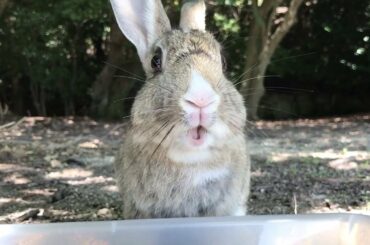 Cute rabbit who was being bullied asked for help.