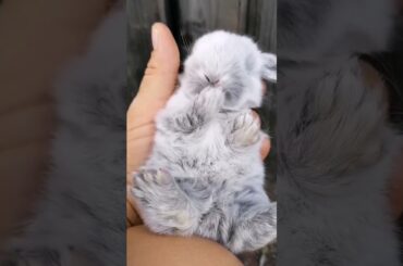 Cute Baby Rabbit Video #short #shorts #rabbit #bunny #animal #viral #viralvideo #animals #cute #baby