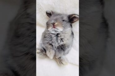 Rabbit Babies Grow #short #shorts #rabbit #bunny #animal #animals #viral #viralvideo #pets #cute#pet