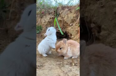 cute rabbit #shorts