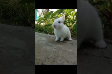 cute rabbit