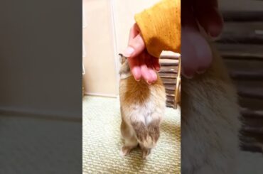 Rabbit Licking Finger #short #shorts #rabbit #bunny #animal #animals #viral #viralvideo #cute #baby