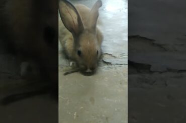 My cute bunny baby #shortsvideo #bunny