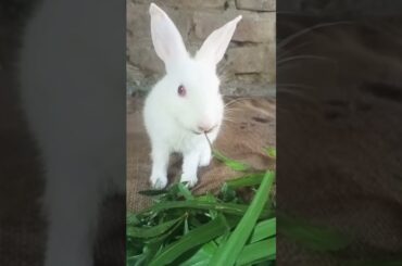 Aww So Cute Rabbit Episode 4