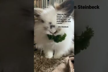 CUTE BUNNY QUOTE #shorts #shortvideo