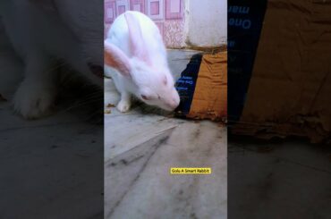 Rabbit training video #shorts #bunny #rabbit  #rabbiteating @grow life @Puchi Family Original