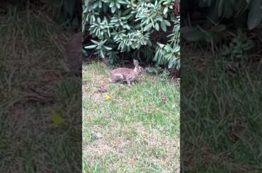 Can You See The Cute Bunny?