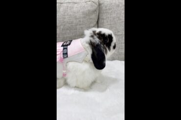 Cute bunny trying hanbok for the first time | Black pink bunny
