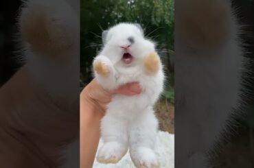 Screaming Baby Rabbit